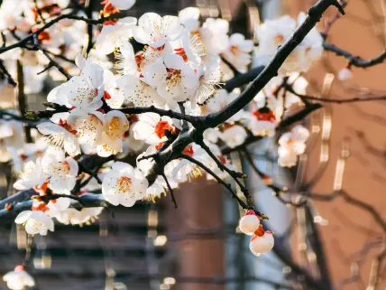 كازينو777 كازينو تطبيق الهاتف المحمول